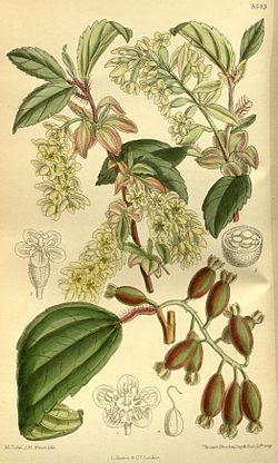  Ribes laurifoliumIllustration du Curtis's Botanical Magazine