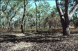  Eucalyptus coolabah