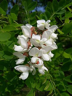  Fleur de Robinier faux-acacia(Robinia pseudoacacia)