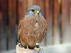  Falco rupicolus
