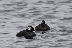 Deux oiseaux de l'espèce Rollandia rolland sur l'eau