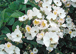  Rosa multiflora
