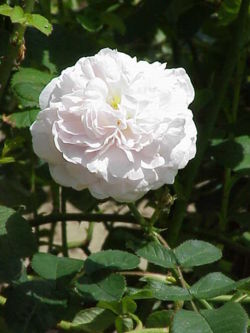  Rosa ×alba