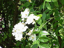 Fleur de Rosa beggeriana, espèce de la section  Rosa sect. Gymnocarpae