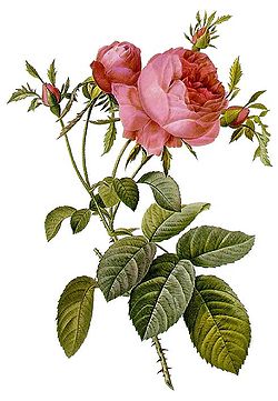  Rosa ×centifolia