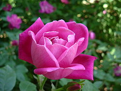  Fleur de Rosa chinensis, espèce de la section  Rosa sect. Chinenses