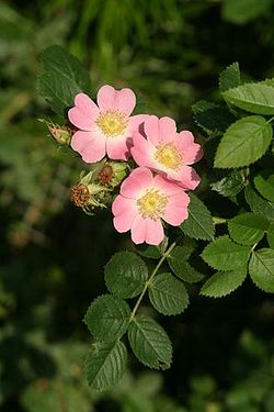  Rosa rubiginosa f. pteracantha