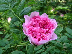  Rosa roxburghii
