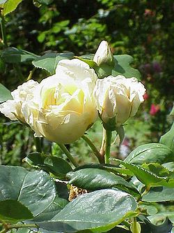  Rosa ×noisettaeana