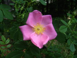  Fleur de Rosa virginiana, espèce de la section  Rosa sect. Carolinae