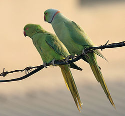  Couple de perruches à collier (le mâle est à droite)