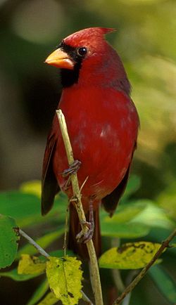  Cardinal rouge mâle (Cardinalis cardinalis)