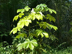  Cecropia obtusifolia