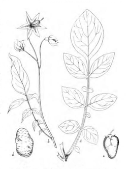  Solanum commersonii d'après Ernest Roze, Histoire de la pomme de terre, 1898