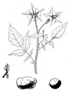  Solanum fendleri d'après Ernest Roze, Histoire de la pomme de terre, 1898