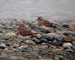  Charadrius modestus