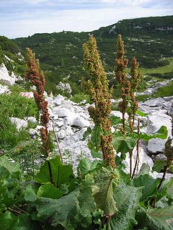  Oseille des Alpes (Rumex alpinus)