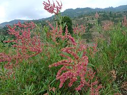  Rumex nervosus