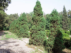  Juniperus chinensis
