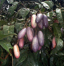  Dacryodes edulis, fruits