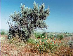  Artemisia tridentata