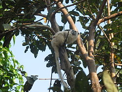  Saguinus melanoleucus