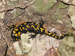  Salamandra infraimmaculata