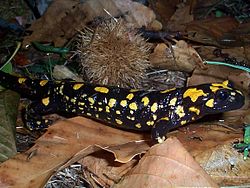  Salamandre de Corse