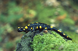 Salamandre commune(Salamandra salamandra)