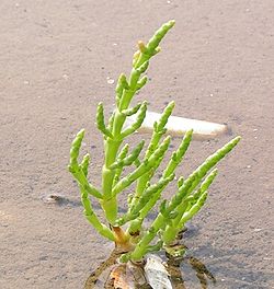  Salicorne d'Europe,  Salicornia europaea