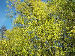  Salix alba en fleur
