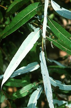  Salix caroliniana