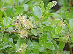  Salix formosa