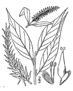  Feuillage de Salix fragilis