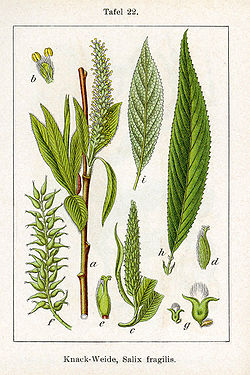  Salix fragilis
