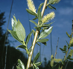  Salix lucida