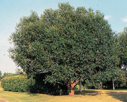  Salix pentandra