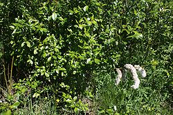  Salix phylicifolia
