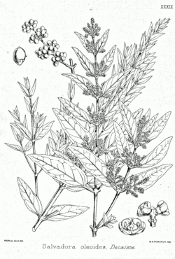  Salvadora oleoides from D. Brandis, 1874
