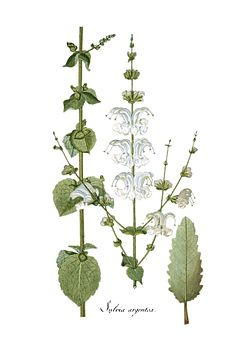  Salvia argentea