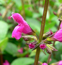  Salvia hispanica