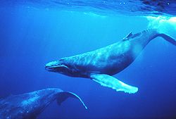  Baleines à bosse en train de « chanter »