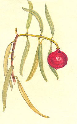 feuilles et fruit de Santalum acuminatum (quandong doux)
