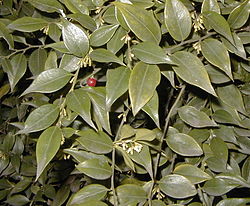  Sarcococca ruscifolia