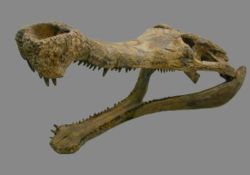  Crâne de Sarcosuchus imperator