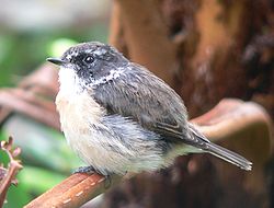  Saxicola tectes