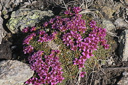  Saxifraga retusa