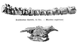  Vertèbres de Scaldicetus caretti,partie du matériel ayantservi à la description originale