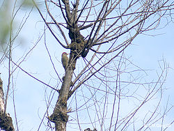  Pic écaillé (Picus squamatus)