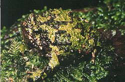  Scaphiophryne marmorata